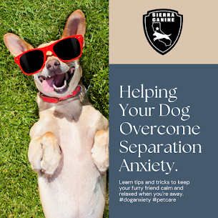 Signs Your Furry Pup Has Separation Anxiety and How to Help Them